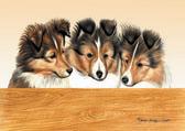 Sheltie Puppies